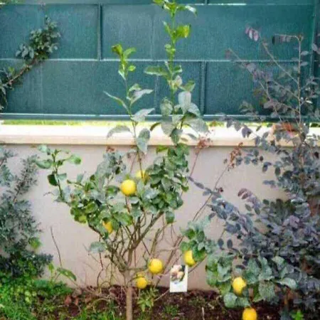 Il Giardino Di Limoni Holiday home Marino